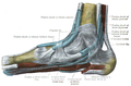 The mucous sheaths of the tendons around the ankle. Medial aspect. The flexor retinaculum is labelled as laciniate lig.