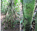 racines-échasses épineuses de Socratea exorriza (détail) sur la Péninsule d'Osa (Costa Rica)