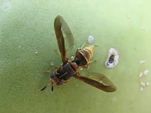 File:Soldier fly (Hermetia comstocki) waving antennae.webm