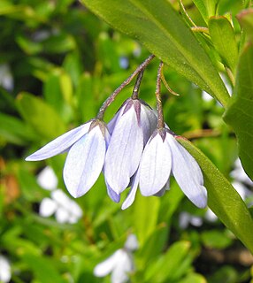 <i>Billardiera heterophylla</i> Species of flowering plant