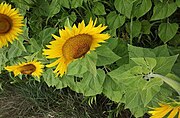 Sonnenblumen #031