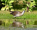 * Nomination: Sora in the Jamaica Bay Wildlife Refuge East Pond, Queens, NY --Rhododendrites 13:14, 30 September 2024 (UTC) * * Review needed