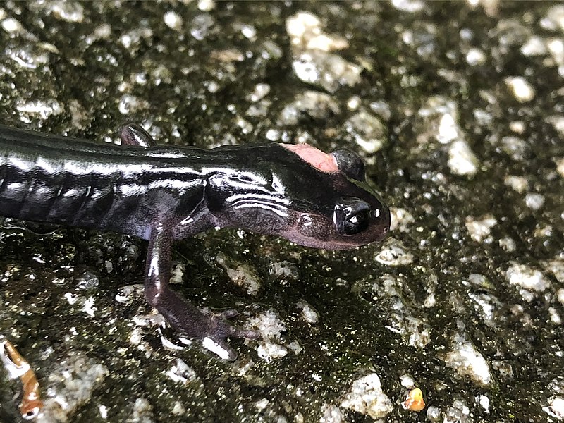 File:Southern Gray-cheeked Salamander close up.jpg