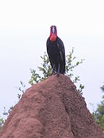 Southern Ground Hornbill on Termite Mound.jpg