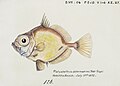 "Southern_Pacific_fishes_illustrations_by_F.E._Clarke_65.jpg" by User:Rawpixel