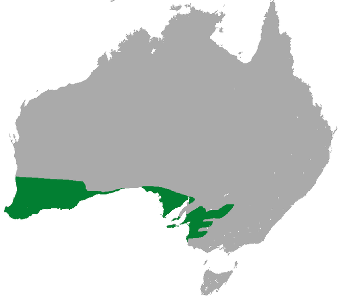 Bestand:Southwestern Pygmy Possum area.png