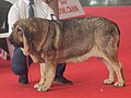 Spanish Mastiff, sable