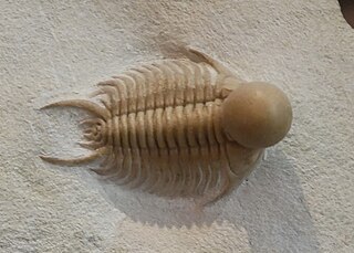 <i>Sphaerocoryphe</i> Genus of trilobites