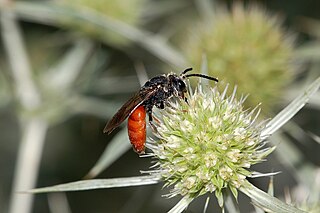 <i>Sphecodes albilabris</i> Species of bee