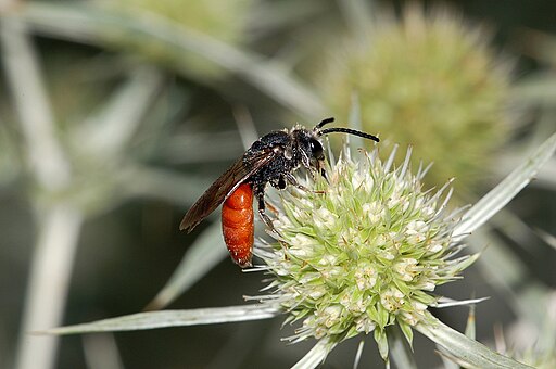 Sphecodes albilabris fg02