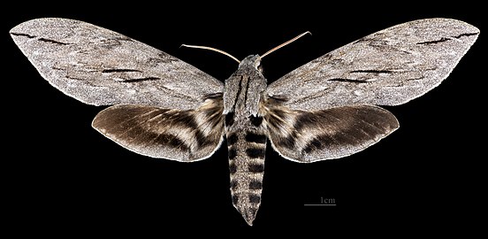 Sphinx leucophaeata MHNT CUT 2010 0 475 - Sonora, Mexique - female dorsal.jpg