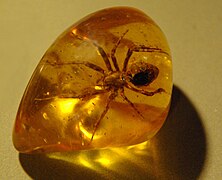 Spider in amber (1).jpg