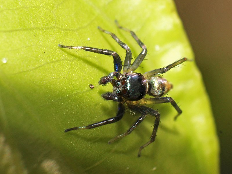 File:Spider in vadakara IMG 9298.jpg