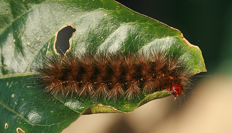 File:Spilosoma glatignyi caterpillar 1.jpg