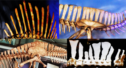 ichthyovenator skeleton