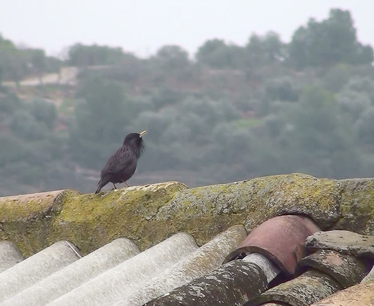 File:Spotless Starling, Sturnus unicolor.jpg