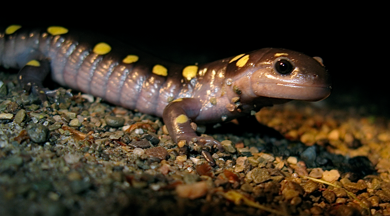 File:Spotted Sallie, Ambystoma maculatum (5739707309).png