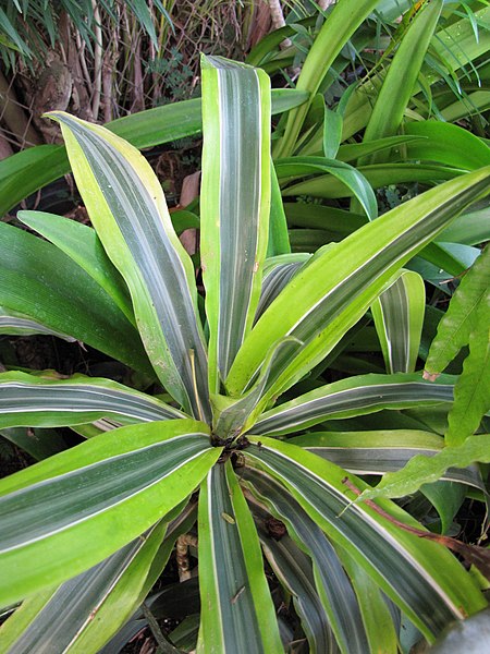 File:Starr-110215-1155-Dracaena fragrans-leaves-KiHana Nursery Kihei-Maui (24780123210).jpg