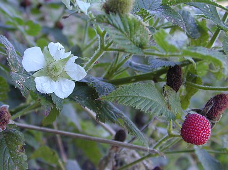 Tập_tin:Starr_021126-0010_Rubus_rosifolius.jpg