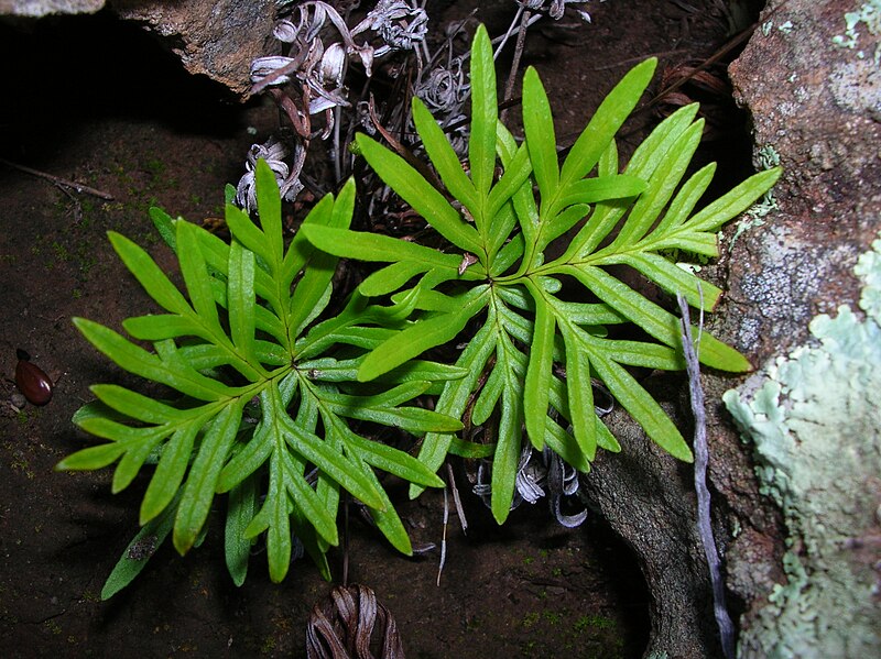 File:Starr 041229-2569 Doryopteris decipiens.jpg