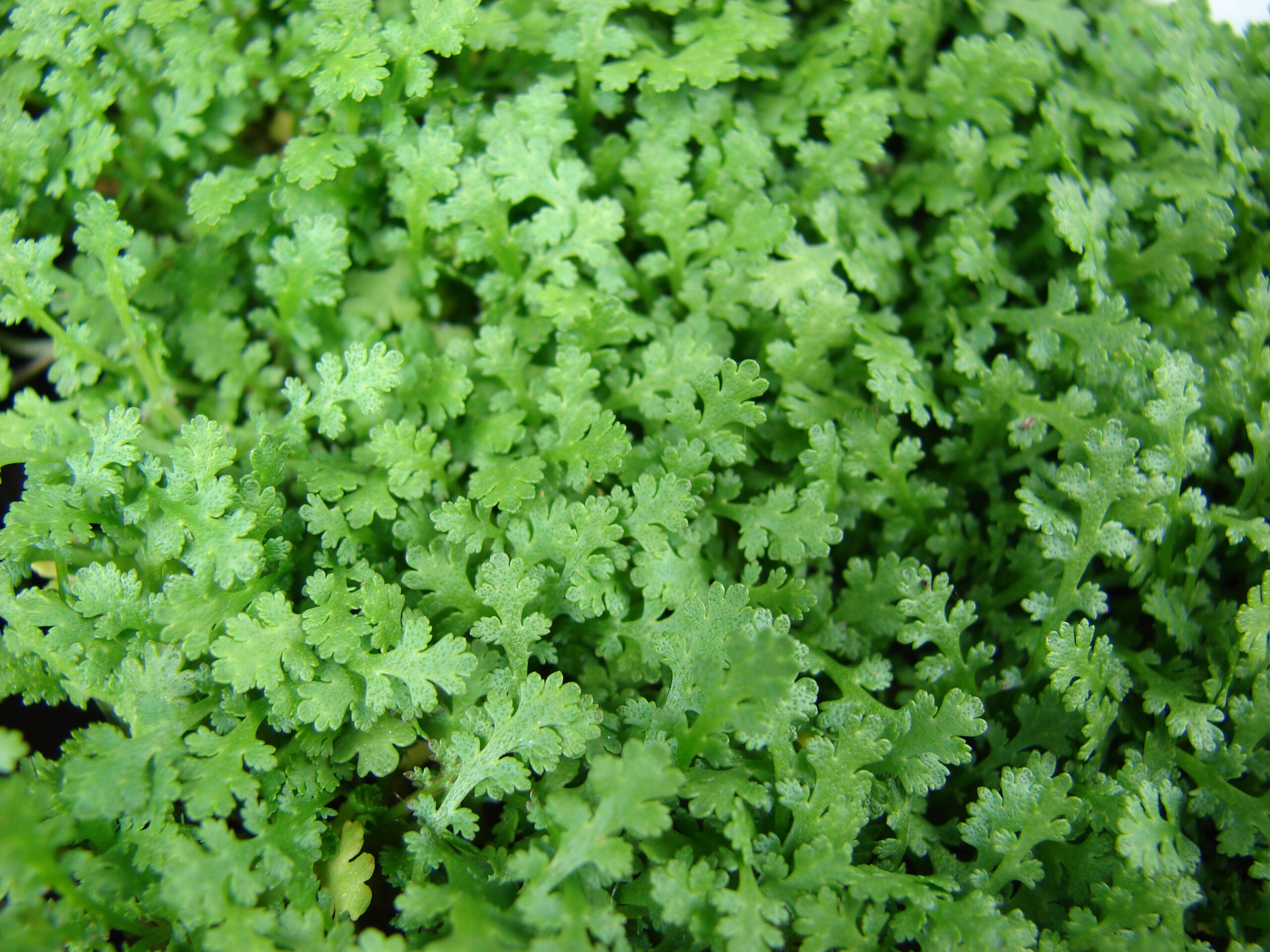 Buy Miniature Brass Buttons (Leptinella gruveri)