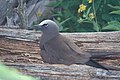 Midway Atoll, Hawaii