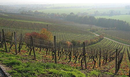 Steinberg Rheingau 2