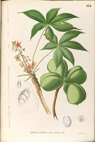 File:Sterculia foetida Blanco1.134-original.png