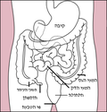 תמונה ממוזערת עבור דלקת הקיבה והמעיים