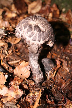 Tikrasis žvynbaravykis (Strobilomyces strobilaceus)