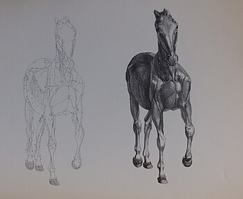 George Stubbs: The Anatomy of the Horse, engraving