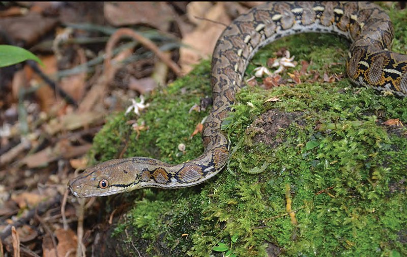 File:Subadult male Broghammerus reticulatus (KU 330021) - ZooKeys-266-001-g072.jpg