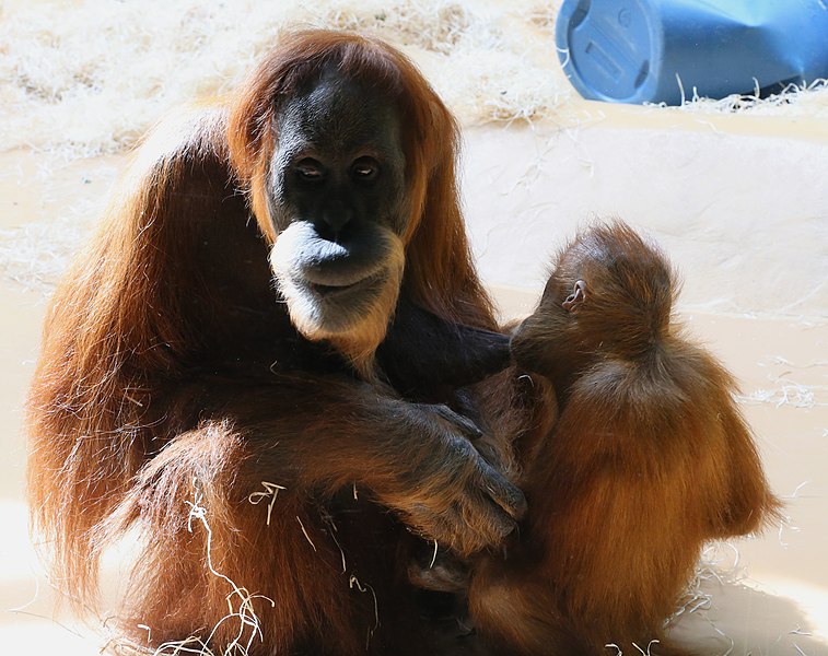 File:Sumatra-Orang-Utan Pongo abelii Tierpark Hellabrunn-4.jpg