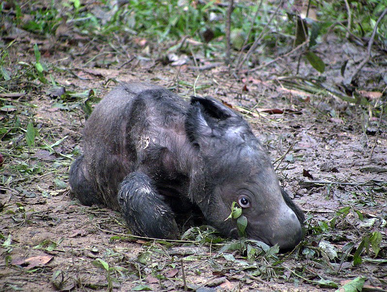 File:Sumatran rhinoceros newborn.jpg