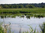 Artikel: Nygårdsängens naturreservat