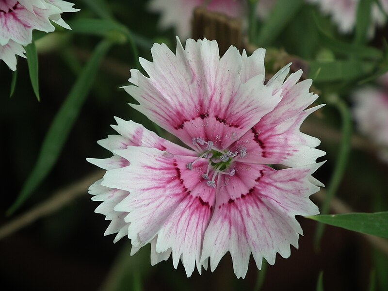File:Sweet william from lalbagh 2164.JPG