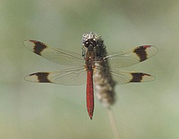 Rudajuostė skėtė (Sympetrum pedemontanum)