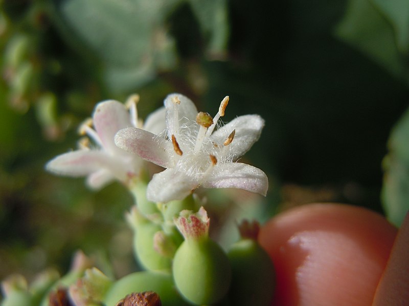 File:Symphoricarpos albus (5062054201).jpg