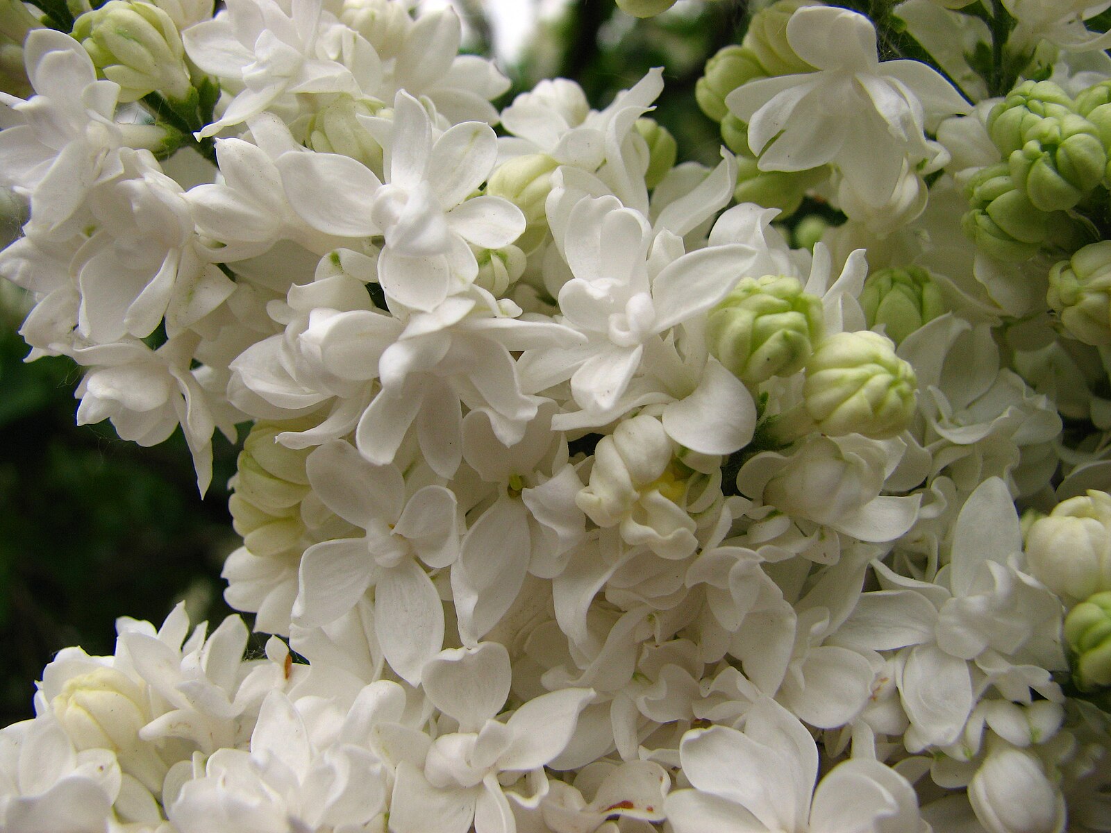 Астра Syringa Orange