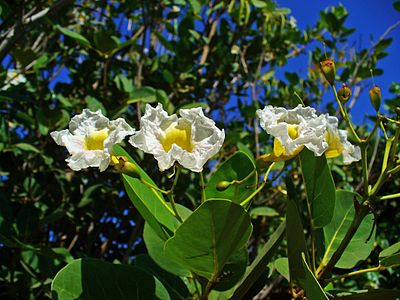 Tabebuia roseo-alba Flowers