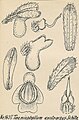 Taeniophyllum exotrachys (1928) (Detail)