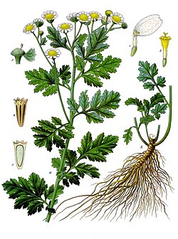 Tanacetum parthenium - Köhler–s Medizinal-Pflanzen-036.jpg