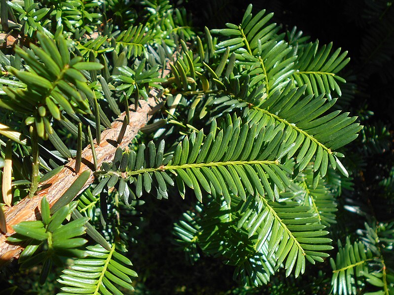 File:Taxus cuspidata Nana 2018-07-09 4661.jpg