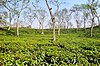 Tea garden, Sripur