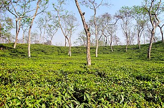 Tea garden in Sripur Tea garden at Sripur (1).jpg