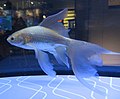 Tetsugyo Sumida Aquarium.jpg