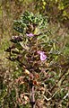 Teucrium botrys Germany - Tauberland