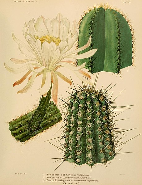 File:The Cactaceae (Plate XV) (7979557086).jpg