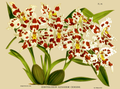 Oncidium alexandrae (as syn. Odontoglossum alexandrae var. cooksonii) Plate 118 in: R.Warner - B.S.Williams: The Orchid Album (1882-1897)