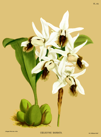 plate 143 Coelogyne barbata